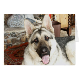 Australier-nahes hohes