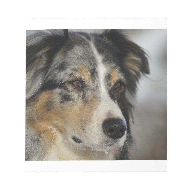 Australisch-blaue Merle 2 Notizblock (Vorderseite)