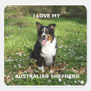 australisch-schwarz-tri-Liebe w pic Quadratischer Aufkleber
