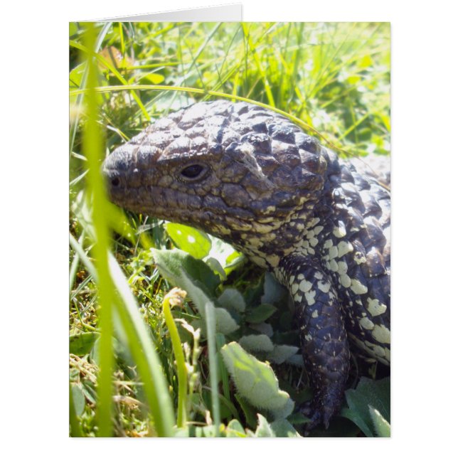 Australische Blauzungenechse, (Vorderseite)