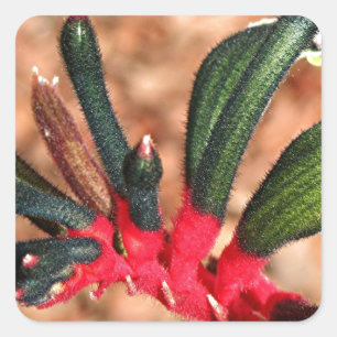 Australische Blume der Kängurutatze in der Blüte Quadratischer Aufkleber