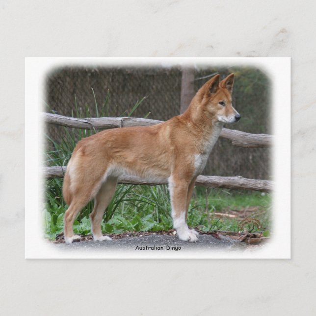 Australische Dingo 9Y209D-268 Postkarte (Vorderseite)