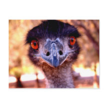 Australische Emu Wildlife Postcard