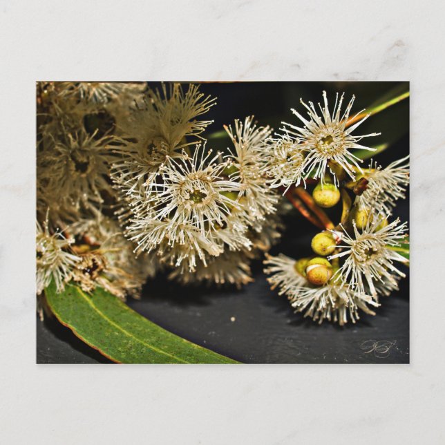 Australische Eukalyptus Blume & Frucht Postkarte (Vorderseite)