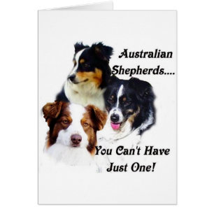 Australische Hirten