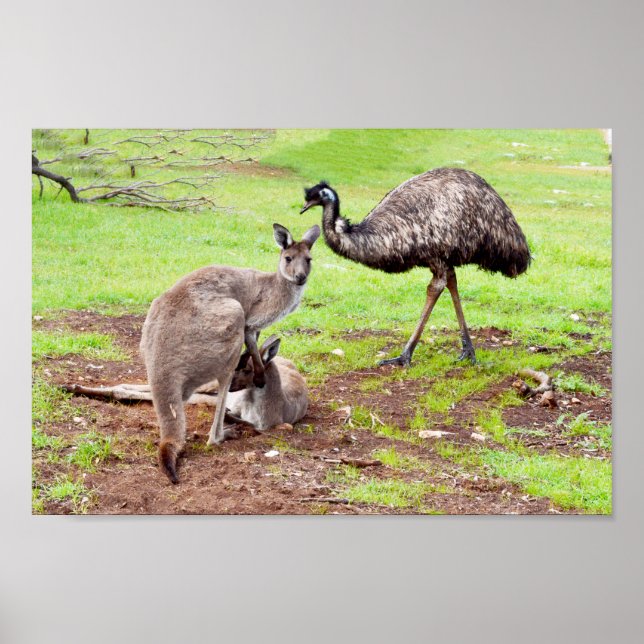 Australische Kangaroos und Emu, Wall Poster (Vorne)