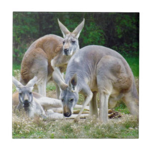 Australische Kängurus, die im Sun sich entspannen Fliese