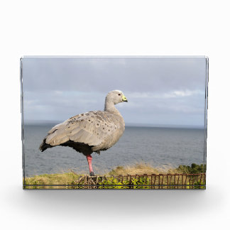 Australische Kapbarren-Gans-Vogel-Küstenfoto Fotoblock