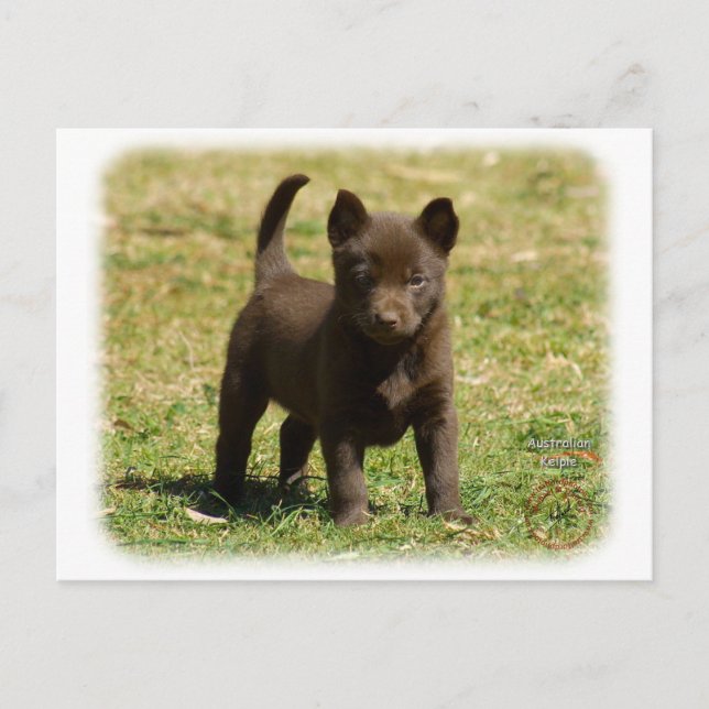 Australische Kelpie 9P022D-025 Postkarte (Vorderseite)