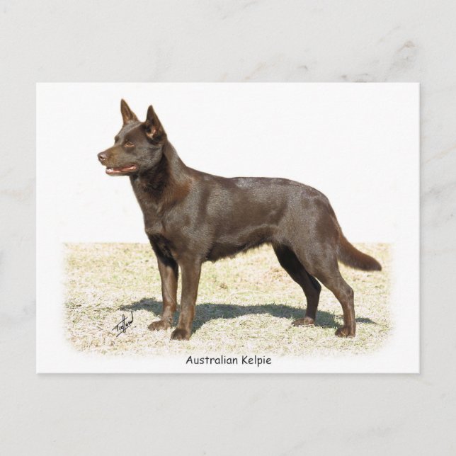Australische Kelpie 9P21D-247 Postkarte (Vorderseite)