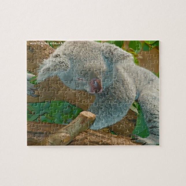 Australische Koalas (Horizontal)