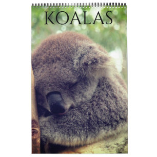 australische Koalas 2026 Kalender