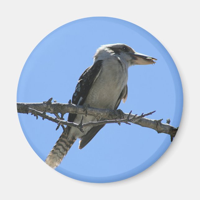 Australische Kookaburra Magnet (Vorne)
