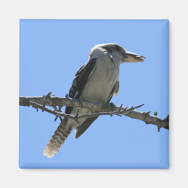 Australische Kookaburra Magnet (Vorne)