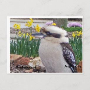 Australische Kookaburra Postkarte