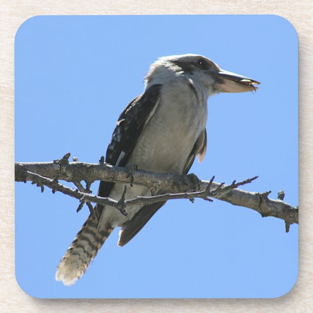 Australische Kookaburra Untersetzer (Vorderseite)