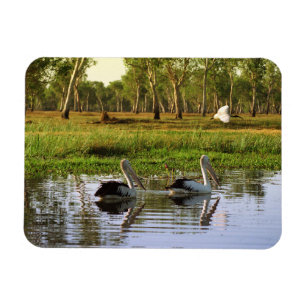Australische Pelikane, Kakadu Nationalpark, NT Magnet