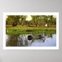 Australische Pelikane, Kakadu Nationalpark, NT