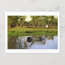 Australische Pelikane, Kakadu Nationalpark, NT