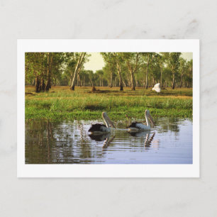 Australische Pelikane, Kakadu Nationalpark, NT Postkarte
