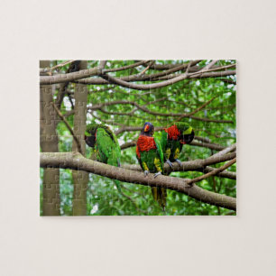 Australische Rainbow-Lorikees