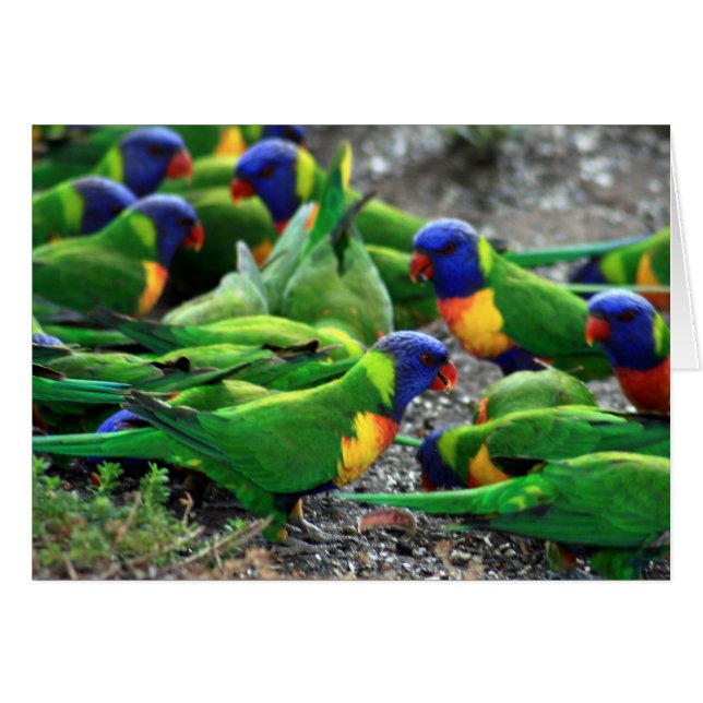 Australische Rainbow Lorikeets (Vorderseite (Horizontal))