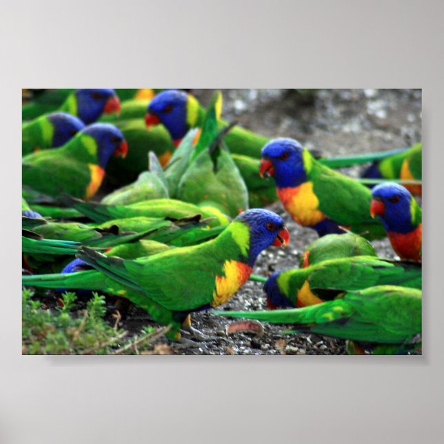 Australische Rainbow Lorikeets Poster (Vorne)