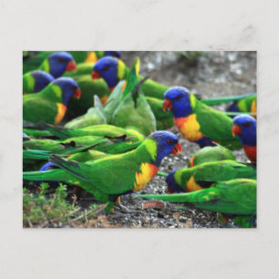 Australische Rainbow Lorikeets Postkarte