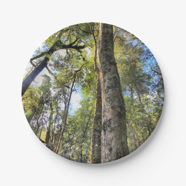 Australische Regenwald-Eukalyptus-Gummi-Bäume Pappteller (Vorderseite)