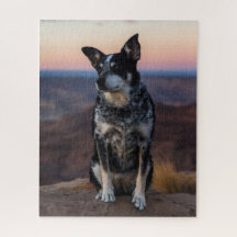 Australische Rinder Hund Heeler - Sunset -