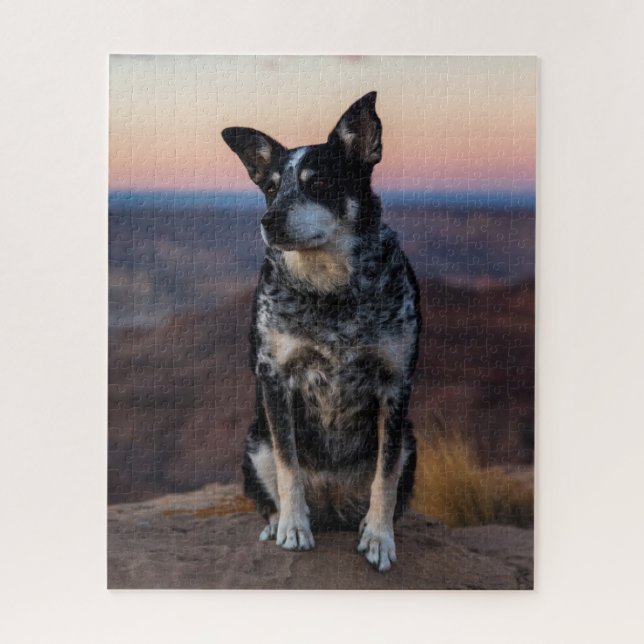 Australische Rinder Hund Heeler - Sunset - (Vertikal)