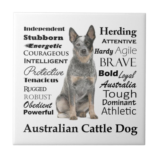 Australische Rinder Hunde Keramik Tile Fliese (Vorderseite)