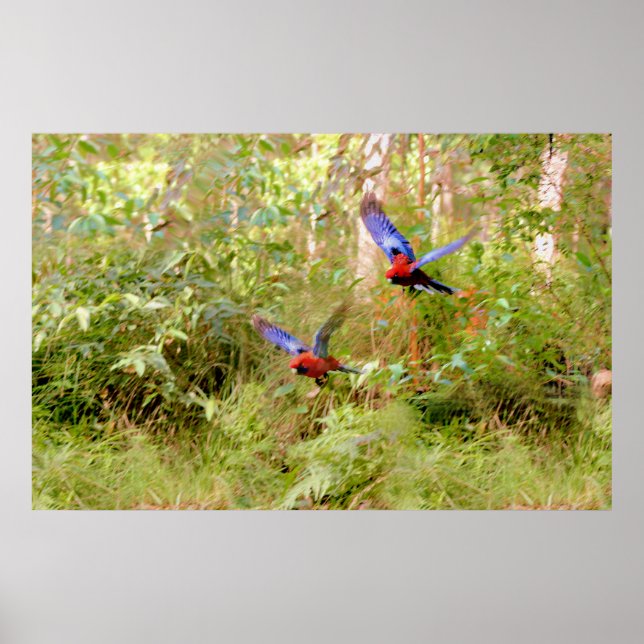 Australische Rosellas Poster (Vorne)