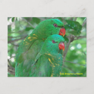 Australische Scaly Breasted Lorikeets Postkarte