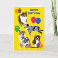 Australische Schäferhunde und Balloons zum Geburts