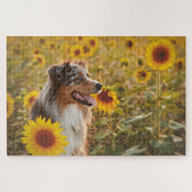 Australische Schäferhunde und Sonnenblumen (Horizontal)