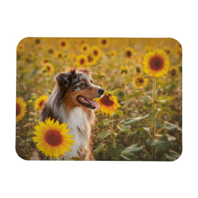 Australische Schäferhunde und Sonnenblumen Magnet (Horizontal)
