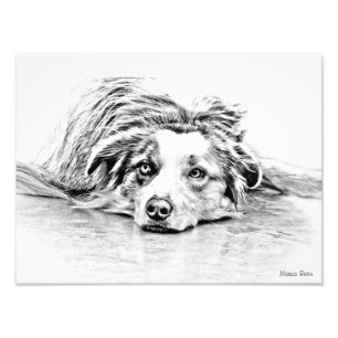 Australische Schäferhundekunst Fotodruck