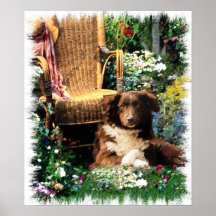 Australische Shepherd Art Print