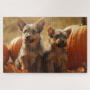 Australische Terrier Welpe Autumn Delight Pumpkin