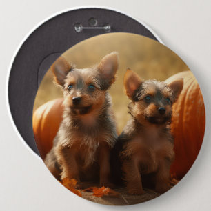 Australische Terrier Welpe Autumn Delight Pumpkin Button