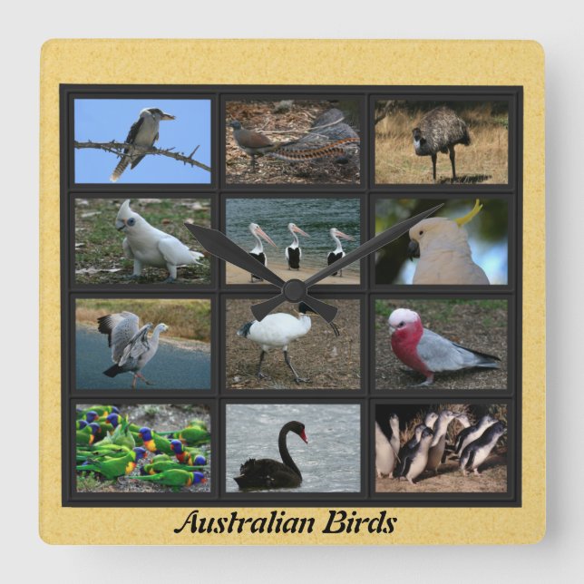 Australische Vögel Quadratische Wanduhr (Vorderseite)