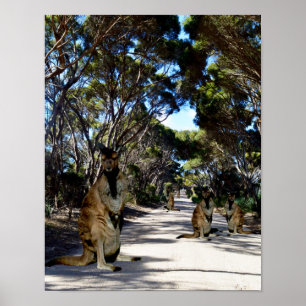 Australische Wallaby on Road, Poster
