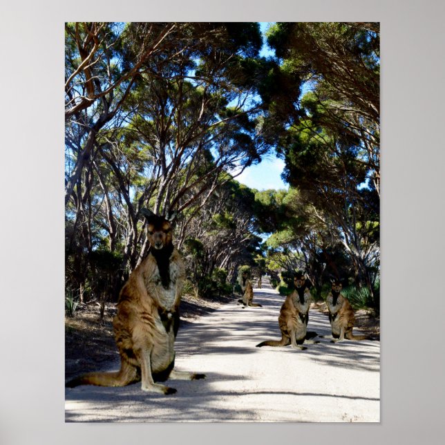 Australische Wallaby on Road, Poster (Vorne)