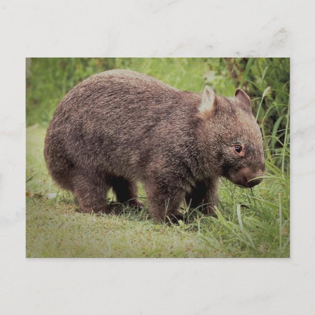 Australische Wombat Postkarte (Vorderseite)