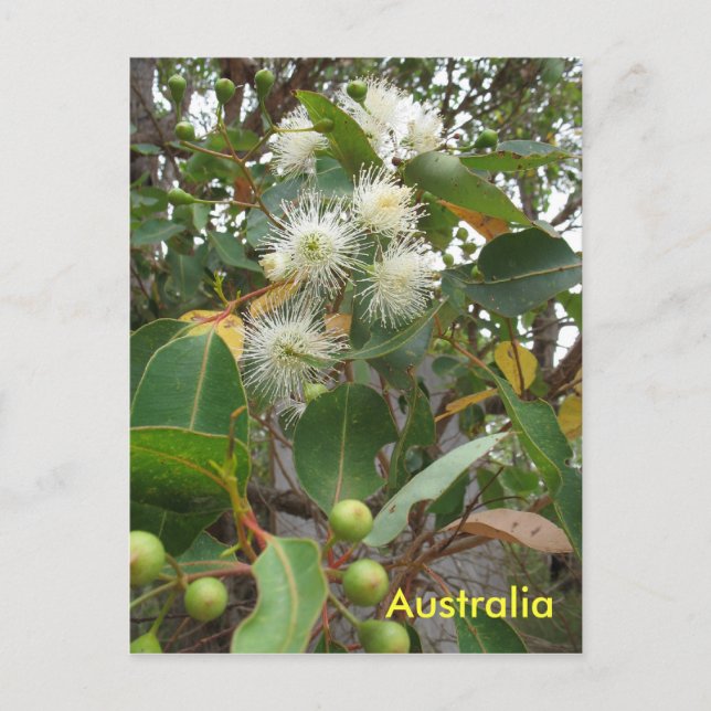 Australischer Eukalyptusbaum in Blume Postkarte (Vorderseite)