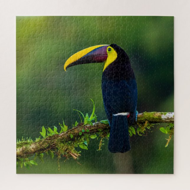 Australischer exotischer Sommervögel mit Herausfor (Vertikal)
