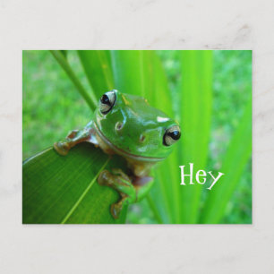 Australischer Grüner Laubfrosch, White's Laubfrosc Postkarte