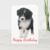 Australischer Hirte Happy Birthday Welpe Hund
