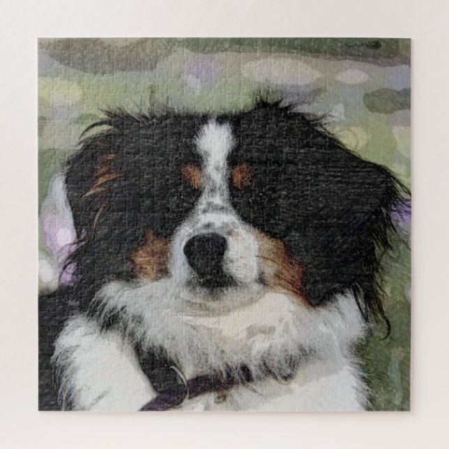 Australischer Hirte, Haustier, Hund (Vertikal)